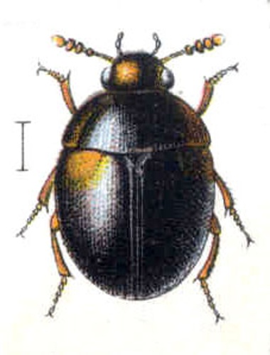 Anisotoma humeralis © <bdi><a href="https://en.wikipedia.org/wiki/en:Edmund_Reitter" class="extiw" title="w:en:Edmund Reitter">Edmund Reitter</a>
</bdi>