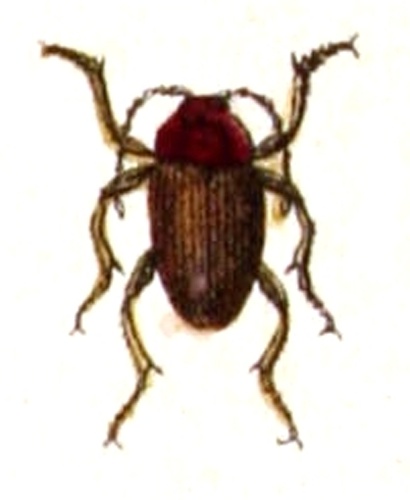 Choleva agilis © <bdi><a href="https://www.wikidata.org/wiki/Q18508143" class="extiw" title="d:Q18508143">Emil Hochdanz</a>
</bdi>