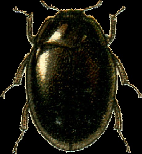 Pelochares versicolor &copy; Georgiy Jacobson