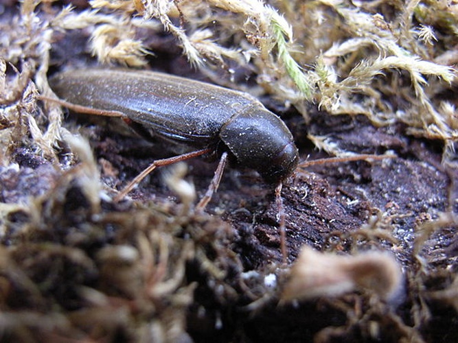 Serropalpus barbatus &copy; <a href="//commons.wikimedia.org/wiki/User:Siga" title="User:Siga">Siga</a>