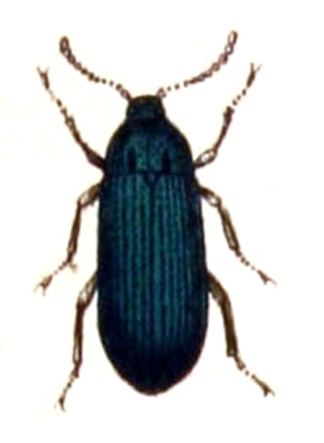 Melandrya caraboides © <bdi><a href="https://www.wikidata.org/wiki/Q18508143" class="extiw" title="d:Q18508143">Emil Hochdanz</a>
</bdi>