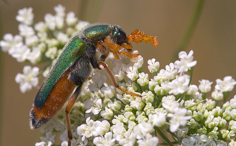 Cerocoma schreberi © <a rel="nofollow" class="external text" href="https://www.flickr.com/people/31899925@N08">Sarah Gregg</a> (<a rel="nofollow" class="external free" href="http://www.lynkos.net/">http://www.lynkos.net/</a>)