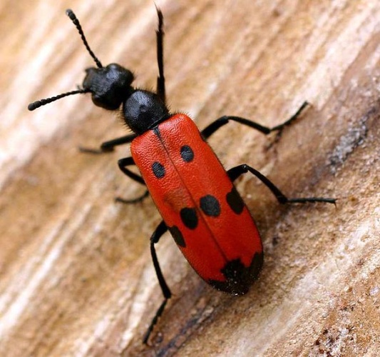 Mylabris quadripunctata &copy; 