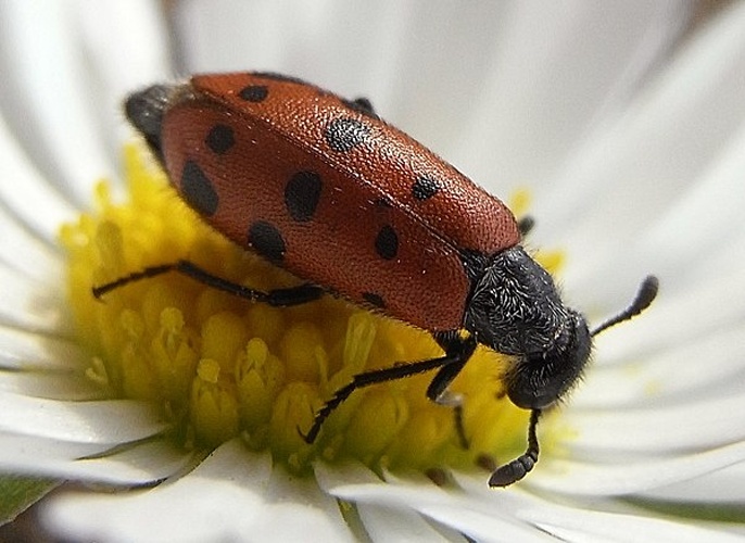 Mylabris hieracii &copy; <a href="//commons.wikimedia.org/wiki/User:Siga" title="User:Siga">Siga</a>