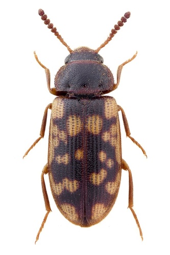 Mycetophagus multipunctatus © John Hallmén