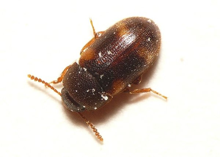 Mycetophagus quadriguttatus &copy; <table style="width:100%; border:1px solid #aaa; background:#efd; text-align:center"><tbody><tr>
<td>
<a href="//commons.wikimedia.org/wiki/File:Aspitates_ochrearia.jpg" class="image"><img alt="Aspitates ochrearia.jpg" src="https://upload.wikimedia.org/wikipedia/commons/thumb/b/bc/Aspitates_ochrearia.jpg/55px-Aspitates_ochrearia.jpg" decoding="async" width="55" height="41" srcset="https://upload.wikimedia.org/wikipedia/commons/thumb/b/bc/Aspitates_ochrearia.jpg/83px-Aspitates_ochrearia.jpg 1.5x, https://upload.wikimedia.org/wikipedia/commons/thumb/b/bc/Aspitates_ochrearia.jpg/110px-Aspitates_ochrearia.jpg 2x" data-file-width="800" data-file-height="600"></a>
</td>
<td>This image is created by user <a rel="nofollow" class="external text" href="http://waarneming.nl/user/photos/19474">Dick Belgers</a> at <a rel="nofollow" class="external text" href="http://waarneming.nl/">waarneming.nl</a>, a source of nature observations in the Netherlands.
</td>
</tr></tbody></table>