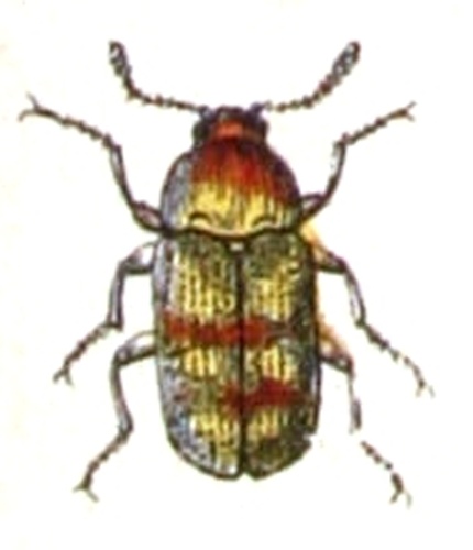 Mycetophagus populi © <bdi><a href="https://www.wikidata.org/wiki/Q18508143" class="extiw" title="d:Q18508143">Emil Hochdanz</a>
</bdi>