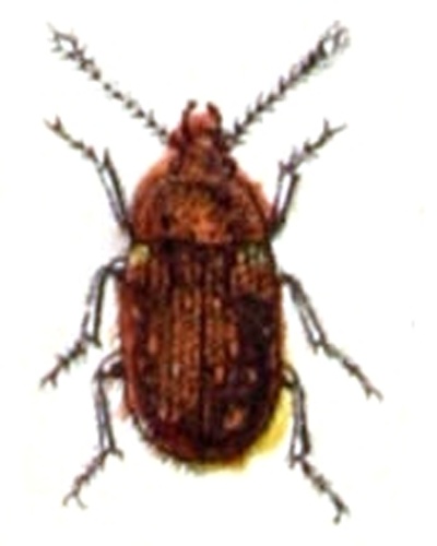 Mycetophagus decempunctatus © <bdi><a href="https://www.wikidata.org/wiki/Q18508143" class="extiw" title="d:Q18508143">Emil Hochdanz</a>
</bdi>