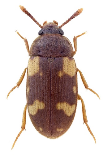 Mycetophagus piceus © John Hallmén