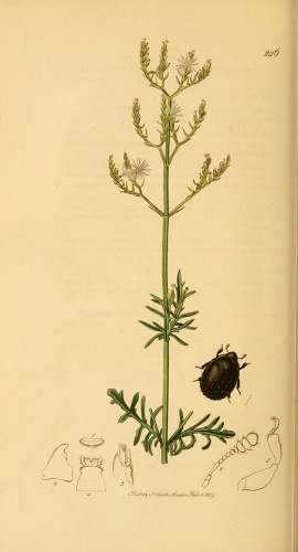 Nosodendron fasciculare &copy; <bdi><a href="https://en.wikipedia.org/wiki/en:John_Curtis_(entomologist)" class="extiw" title="w:en:John Curtis (entomologist)">John Curtis</a>
</bdi>