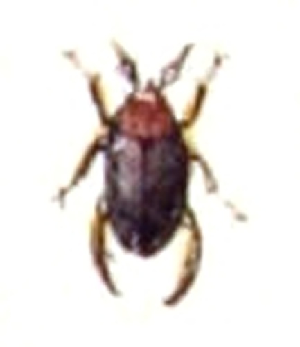 Noterus crassicornis &copy; <bdi><a href="https://www.wikidata.org/wiki/Q18508143" class="extiw" title="d:Q18508143">Emil Hochdanz</a>
</bdi>