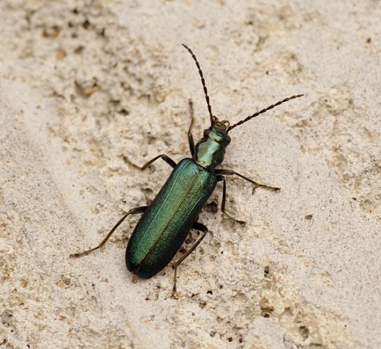 Ischnomera cyanea © <a rel="nofollow" class="external text" href="https://www.flickr.com/people/33398884@N03">Ben Sale</a> from UK