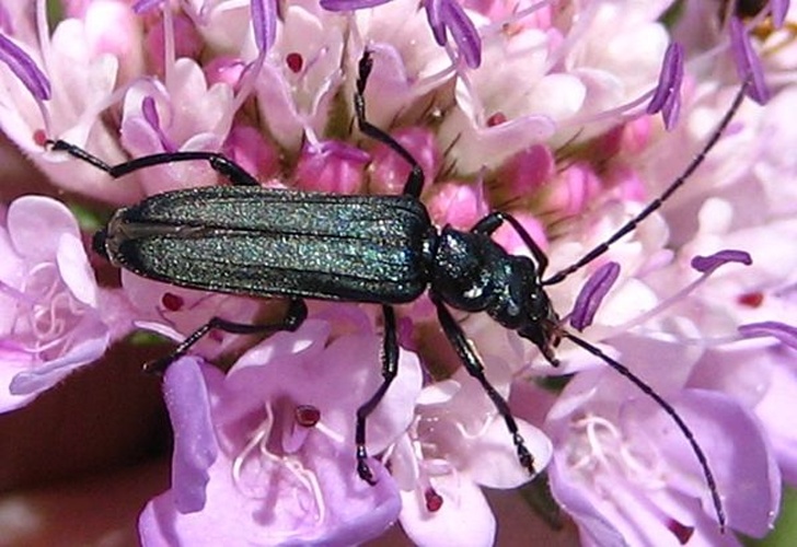 Oedemera lateralis © <a href="//commons.wikimedia.org/wiki/User:Xvazquez" title="User:Xvazquez">Xvazquez</a>