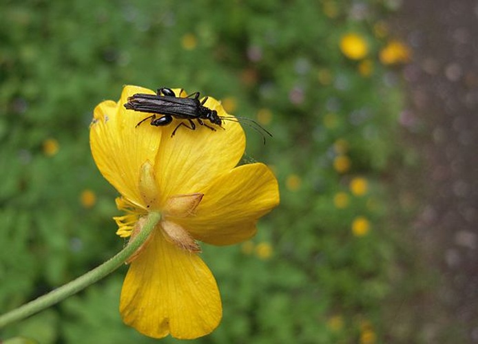 Oedemera tristis &copy; <a href="//commons.wikimedia.org/wiki/User:J.claude" title="User:J.claude">J.claude</a>