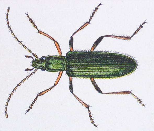 Chrysanthia geniculata © Reitter/Siga