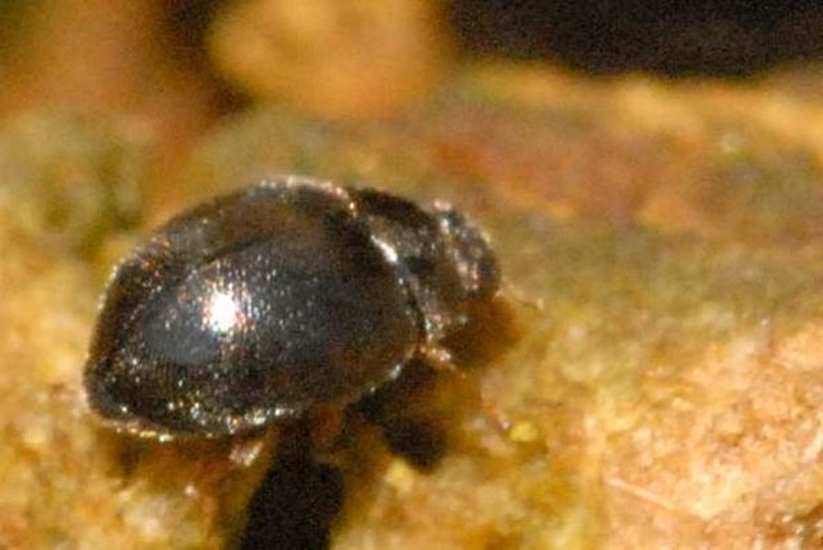 Stilbus atomarius © James K. Lindsey