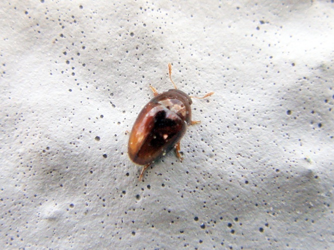 Stilbus testaceus © <a rel="nofollow" class="external text" href="https://www.flickr.com/photos/joaocoelho/">J. Coelho</a>