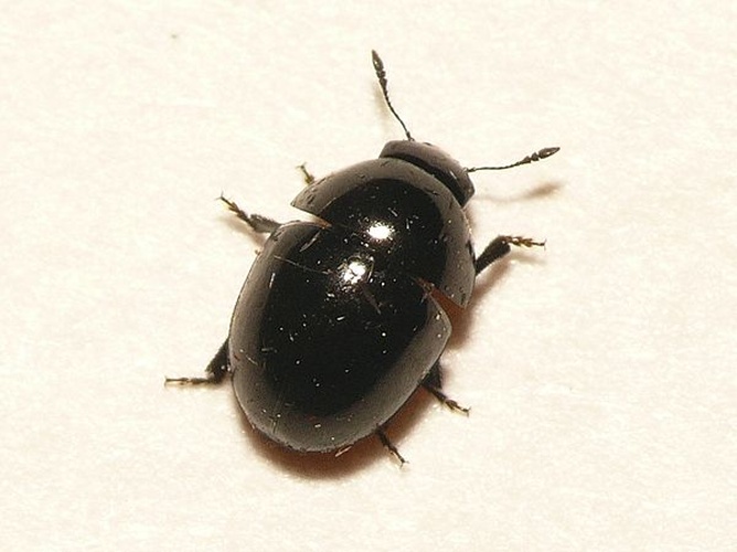 Phalacrus fimetarius &copy; <table style="width:100%; border:1px solid #aaa; background:#efd; text-align:center"><tbody><tr>
<td>
<a href="//commons.wikimedia.org/wiki/File:Aspitates_ochrearia.jpg" class="image"><img alt="Aspitates ochrearia.jpg" src="https://upload.wikimedia.org/wikipedia/commons/thumb/b/bc/Aspitates_ochrearia.jpg/55px-Aspitates_ochrearia.jpg" decoding="async" width="55" height="41" srcset="https://upload.wikimedia.org/wikipedia/commons/thumb/b/bc/Aspitates_ochrearia.jpg/83px-Aspitates_ochrearia.jpg 1.5x, https://upload.wikimedia.org/wikipedia/commons/thumb/b/bc/Aspitates_ochrearia.jpg/110px-Aspitates_ochrearia.jpg 2x" data-file-width="800" data-file-height="600"></a>
</td>
<td>This image is created by user <a rel="nofollow" class="external text" href="http://waarneming.nl/user/photos/19474">Dick Belgers</a> at <a rel="nofollow" class="external text" href="http://waarneming.nl/">waarneming.nl</a>, a source of nature observations in the Netherlands.
</td>
</tr></tbody></table>