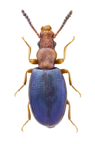 Vincenzellus ruficollis © John Hallmén