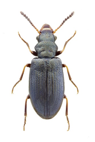 Rabocerus foveolatus &copy; John Hallmén