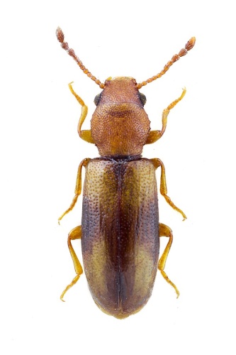 Lissodema denticolle &copy; John Hallmén