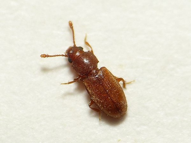 Foreign grain beetle © <table style="width:100%; border:1px solid #aaa; background:#efd; text-align:center"><tbody><tr>
<td>
<a href="//commons.wikimedia.org/wiki/File:Aspitates_ochrearia.jpg" class="image"><img alt="Aspitates ochrearia.jpg" src="https://upload.wikimedia.org/wikipedia/commons/thumb/b/bc/Aspitates_ochrearia.jpg/55px-Aspitates_ochrearia.jpg" decoding="async" width="55" height="41" srcset="https://upload.wikimedia.org/wikipedia/commons/thumb/b/bc/Aspitates_ochrearia.jpg/83px-Aspitates_ochrearia.jpg 1.5x, https://upload.wikimedia.org/wikipedia/commons/thumb/b/bc/Aspitates_ochrearia.jpg/110px-Aspitates_ochrearia.jpg 2x" data-file-width="800" data-file-height="600"></a>
</td>
<td>This image is created by user <a rel="nofollow" class="external text" href="http://waarneming.nl/user/photos/19474">Dick Belgers</a> at <a rel="nofollow" class="external text" href="http://waarneming.nl/">waarneming.nl</a>, a source of nature observations in the Netherlands.
</td>
</tr></tbody></table>