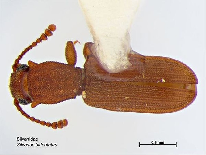 Silvanus bidentatus &copy; Caroline Harding, MAF