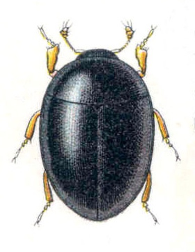 Sphaerius acaroides &copy; 
