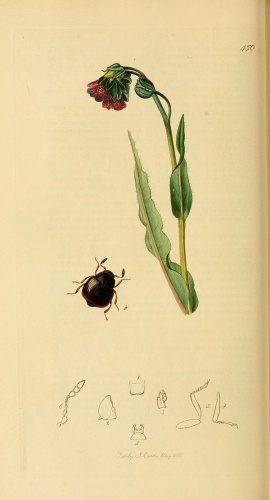 Aspidiphorus orbiculatus © <bdi><a href="https://en.wikipedia.org/wiki/en:John_Curtis_(entomologist)" class="extiw" title="w:en:John Curtis (entomologist)">John Curtis</a>
</bdi>