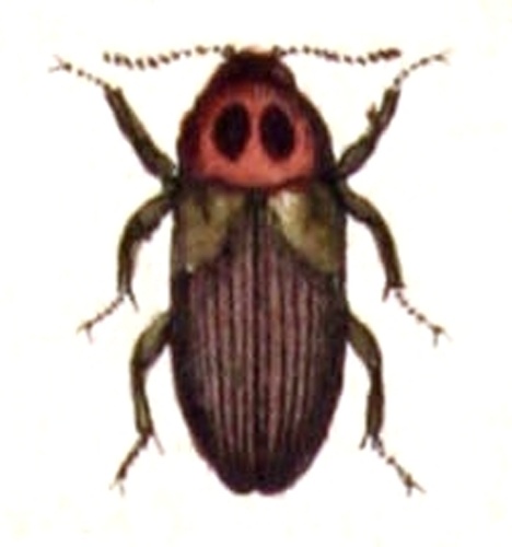 Hallomenus axillaris &copy; <bdi><a href="https://www.wikidata.org/wiki/Q18508143" class="extiw" title="d:Q18508143">Emil Hochdanz</a>
</bdi>