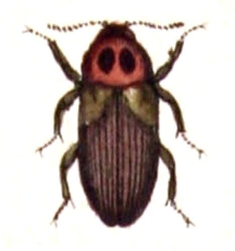 Hallomenus axillaris © <bdi><a href="https://www.wikidata.org/wiki/Q18508143" class="extiw" title="d:Q18508143">Emil Hochdanz</a>
</bdi>