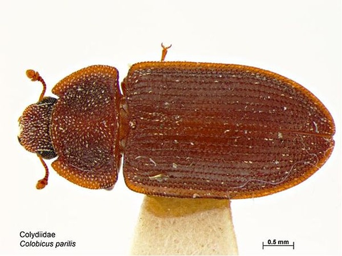 Colobicus parilis &copy; Caroline Harding, MAF