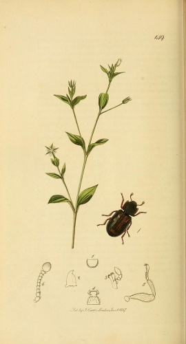 Synchita variegata © <bdi><a href="https://en.wikipedia.org/wiki/en:John_Curtis_(entomologist)" class="extiw" title="w:en:John Curtis (entomologist)">John Curtis</a>
</bdi>