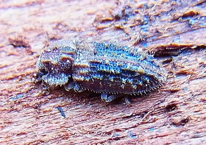 Endophloeus markovichianus &copy; <a href="//commons.wikimedia.org/wiki/User:Siga" title="User:Siga">Siga</a>