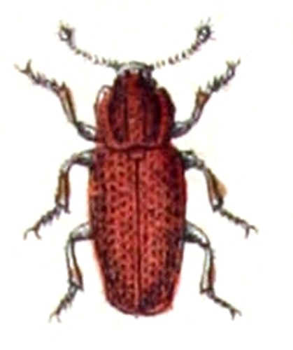 Pycnomerus terebrans &copy; <bdi><a href="https://www.wikidata.org/wiki/Q18508143" class="extiw" title="d:Q18508143">Emil Hochdanz</a>
</bdi>