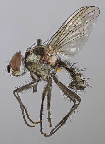 Anthomyia bazini © <a rel="nofollow" class="external text" href="https://www.flickr.com/people/130093583@N04">Janet Graham</a>