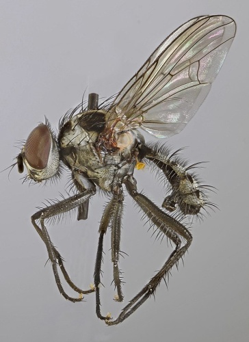 Anthomyia bazini &copy; <a rel="nofollow" class="external text" href="https://www.flickr.com/people/130093583@N04">Janet Graham</a>