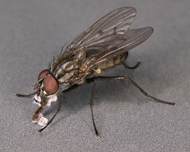 Anthomyia confusanea © <a rel="nofollow" class="external text" href="https://www.flickr.com/people/130093583@N04">Janet Graham</a>
