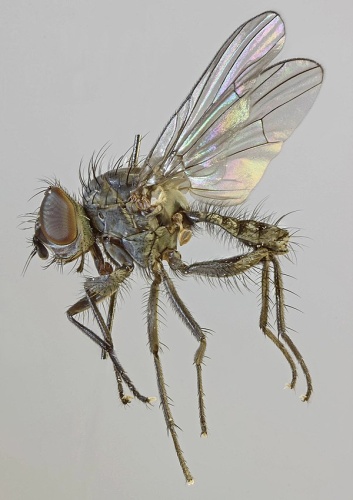 Delia frontella &copy; <a rel="nofollow" class="external text" href="https://www.flickr.com/people/130093583@N04">Janet Graham</a>