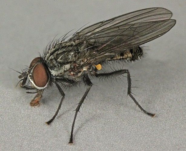 Lasiomma seminitidum © <a rel="nofollow" class="external text" href="https://www.flickr.com/people/130093583@N04">Janet Graham</a>