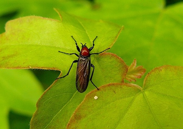 Bibio anglicus © <table style="width:100%; border:1px solid #aaa; background:#efd; text-align:center"><tbody><tr>
<td>
<a href="//commons.wikimedia.org/wiki/File:Aspitates_ochrearia.jpg" class="image"><img alt="Aspitates ochrearia.jpg" src="https://upload.wikimedia.org/wikipedia/commons/thumb/b/bc/Aspitates_ochrearia.jpg/55px-Aspitates_ochrearia.jpg" decoding="async" width="55" height="41" srcset="https://upload.wikimedia.org/wikipedia/commons/thumb/b/bc/Aspitates_ochrearia.jpg/83px-Aspitates_ochrearia.jpg 1.5x, https://upload.wikimedia.org/wikipedia/commons/thumb/b/bc/Aspitates_ochrearia.jpg/110px-Aspitates_ochrearia.jpg 2x" data-file-width="800" data-file-height="600"></a>
</td>
<td>This image is created by user <a rel="nofollow" class="external text" href="http://waarneming.nl/user/photos/45842">André van Dam</a> at <a rel="nofollow" class="external text" href="http://waarneming.nl/">waarneming.nl</a>, a source of nature observations in the Netherlands.
</td>
</tr></tbody></table>