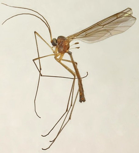 Bolitophila cinerea © <a rel="nofollow" class="external text" href="https://www.flickr.com/people/130093583@N04">Janet Graham</a>