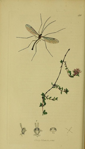 Bolitophila saundersii &copy; John Curtis