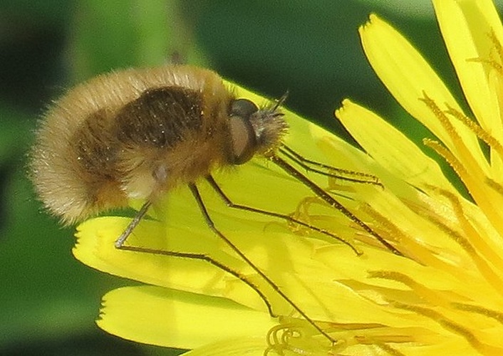 Bombylius venosus &copy; <a href="//commons.wikimedia.org/wiki/User:Wopke_wijngaard" title="User:Wopke wijngaard">Wopke wijngaard</a>
