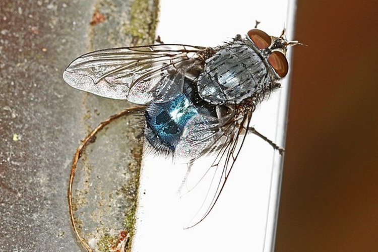 Calliphora vicina © <a rel="nofollow" class="external text" href="https://www.flickr.com/photos/52450054@N04/">Judy Gallagher</a>