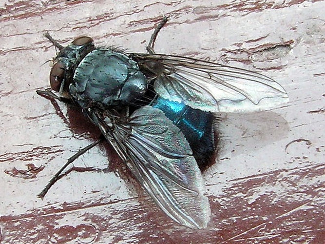 blue bottle fly © No machine-readable author provided. <a href="//commons.wikimedia.org/wiki/User:Jensbn~commonswiki" title="User:Jensbn~commonswiki">Jensbn~commonswiki</a> assumed (based on copyright claims).