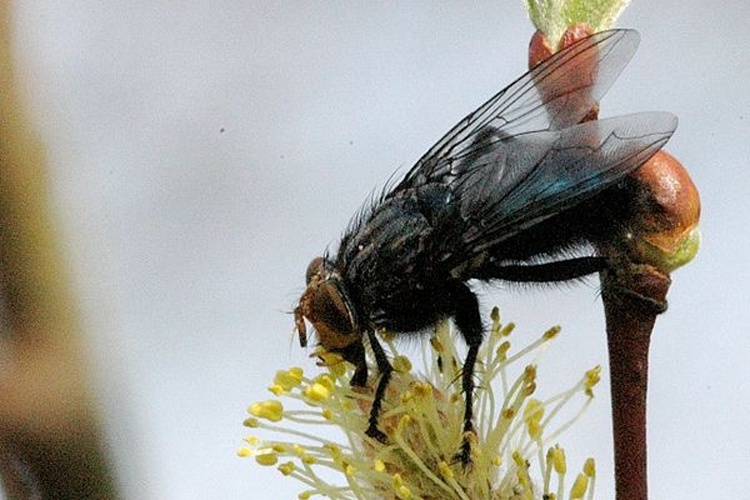 Onesia floralis &copy; James K. Lindsey