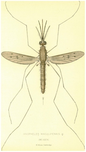 Anopheles maculipennis © E. Wilson, Cambridge