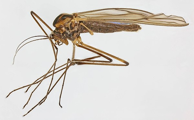 Dixa dilatata &copy; <a rel="nofollow" class="external text" href="https://www.flickr.com/people/130093583@N04">Janet Graham</a>