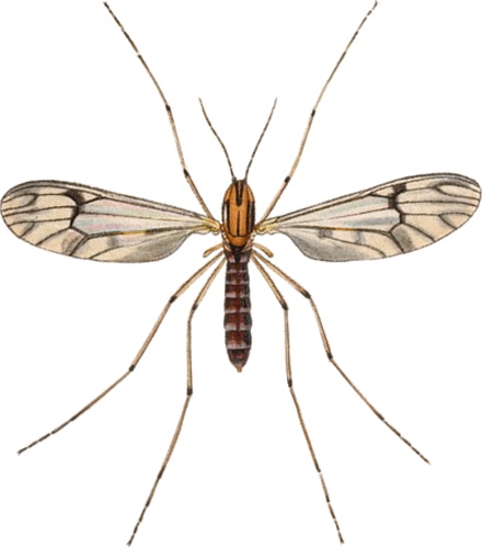 Dixa nebulosa © John Curtis’s British Entomology 1824–1840
